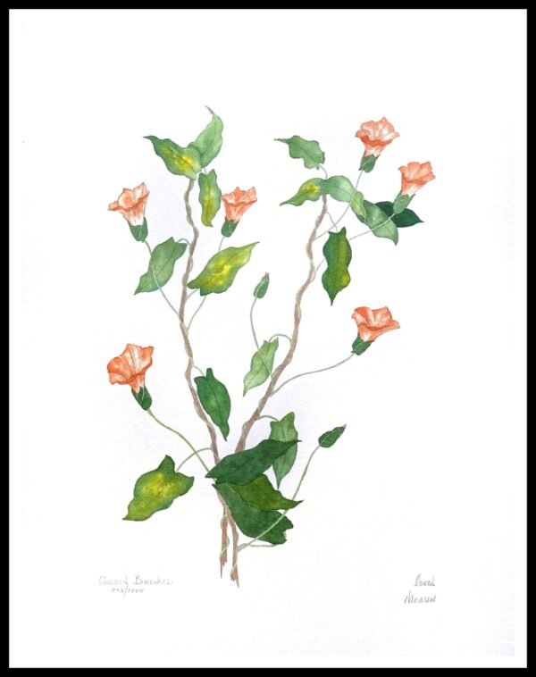 AIM 610 Golden Bindweed (S/N LIMITED EDITION)